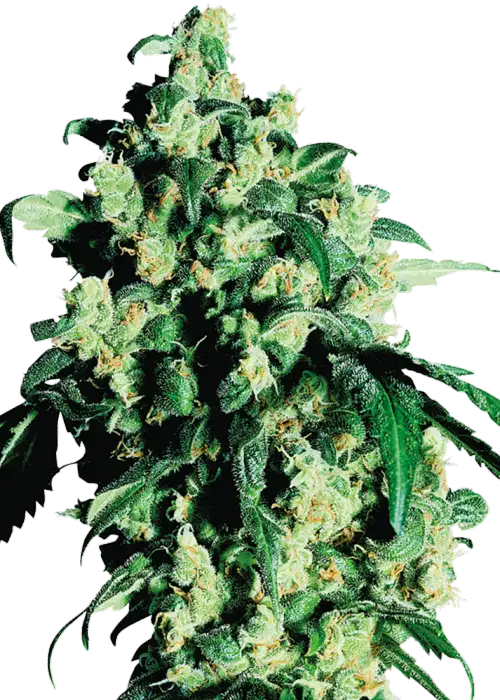 Super Skunk (regular) by ILGM, Photoperiod cannabis strain