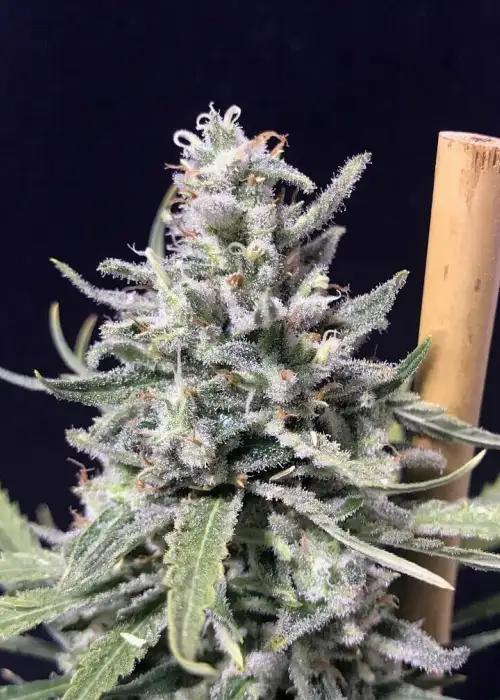 Super Skunk Thunderstorm by R-Kiem Seeds, Autoflower cannabis strain