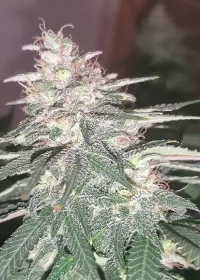 Super Skunk by Mediseed Man, Photoperiod cannabis strain
