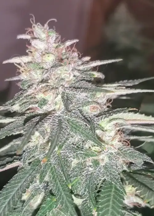 Super Skunk by Mediseed Man, Photoperiod cannabis strain