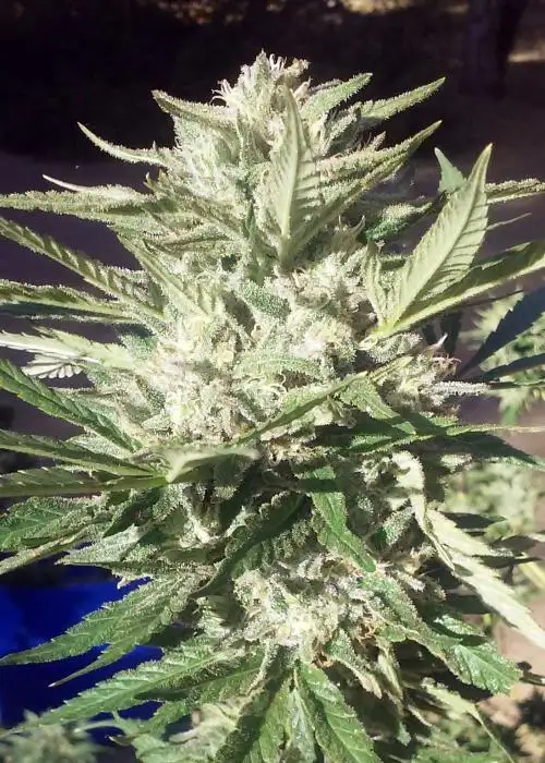 Super Sour Orange AKA Kel’s Orange Soda by Equilibrium Genetics, Photoperiod cannabis strain