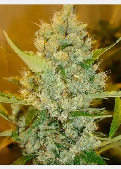 Super Sour Skunk by HortiLab Seeds, Photoperiod cannabis strain