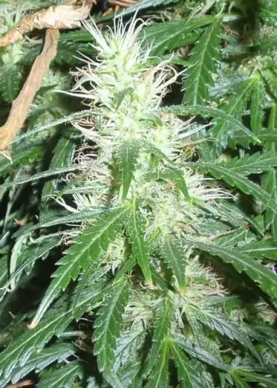 Super Stinky by Short Stuff, Autoflower cannabis strain