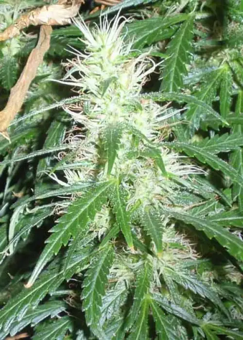 Super Stinky by Short Stuff, Autoflower cannabis strain