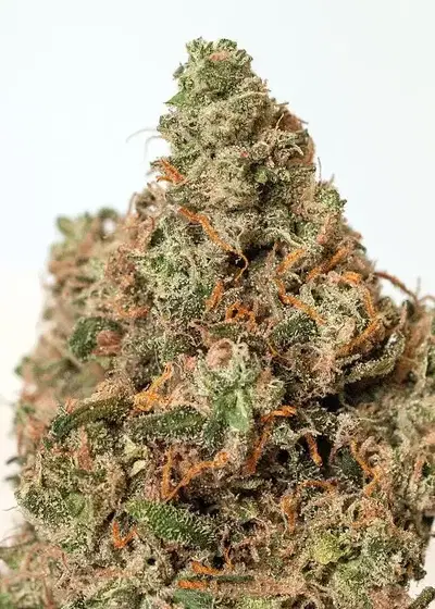 Supercheese by Positronics Seeds, Photoperiod cannabis strain