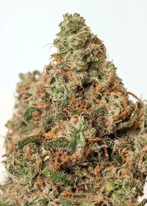 Supercheese by Positronics Seeds, Photoperiod cannabis strain