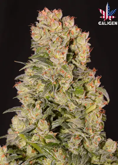 Superman Critical Auto by Caligen, Autoflower cannabis strain