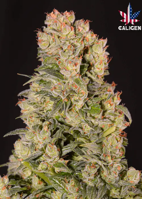 Superman Critical Auto by Caligen, Autoflower cannabis strain