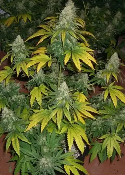 Supernova by Master Sensei Genetics, Photoperiod cannabis strain