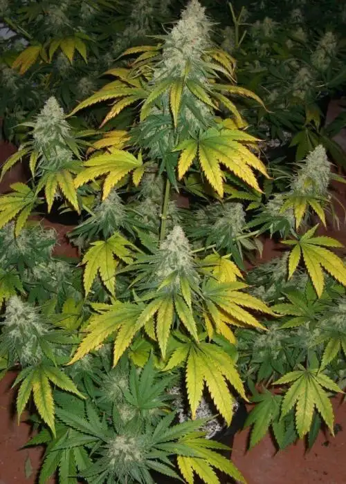 Supernova by Master Sensei Genetics, Photoperiod cannabis strain