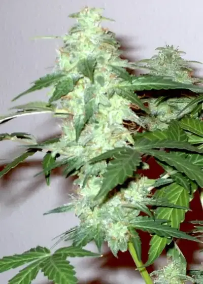 Supersonic Cristal Storm by Samsara Seeds, Autoflower cannabis strain