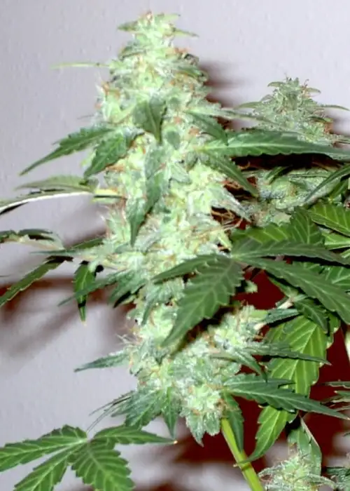 Supersonic Cristal Storm by Samsara Seeds, Autoflower cannabis strain