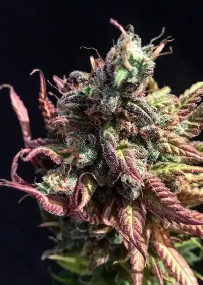 Supreme Lemon by Vision Seeds, Photoperiod cannabis strain