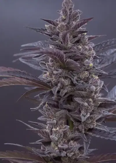 Supreme Runtz by Speedrun Seeds, Autoflower cannabis strain