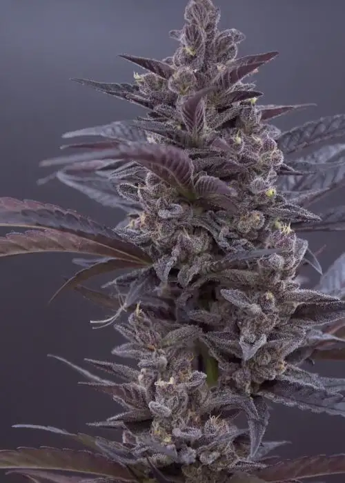 Supreme Runtz by Speedrun Seeds, Autoflower cannabis strain