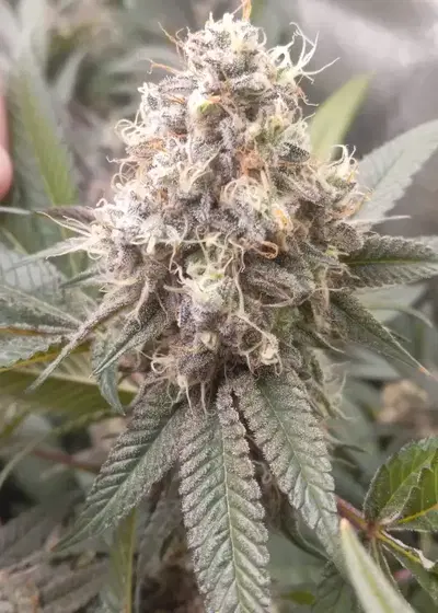Surround Sound by Surfr Seeds, Photoperiod cannabis strain
