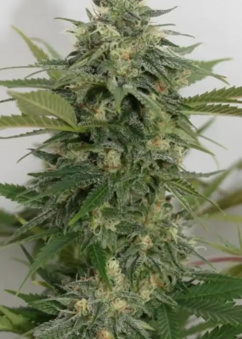 Sweet Ammo by Lineage Genetics, Photoperiod cannabis strain