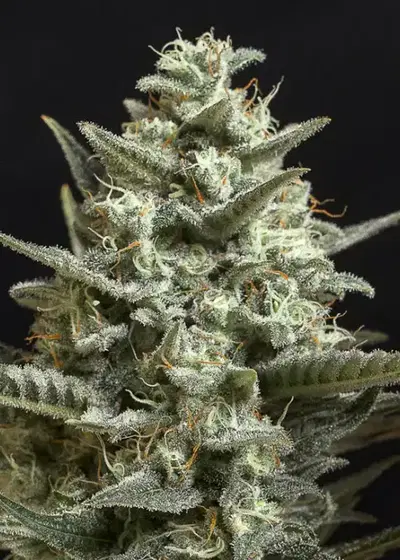 Sweet Bilbo by Genehtik, Photoperiod cannabis strain