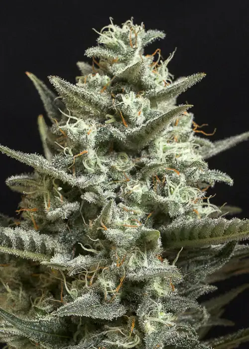 Sweet Bilbo by Genehtik, Photoperiod cannabis strain