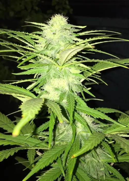 Sweet Black Angel by Samsara Seeds, Photoperiod cannabis strain