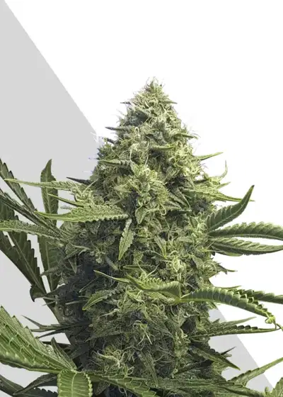 Sweet CBD Auto by Auto Seeds, Autoflower cannabis strain