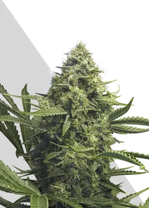 Sweet CBD Auto by Auto Seeds, Autoflower cannabis strain