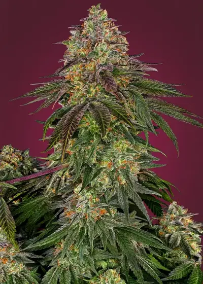 Sweet Cherry Kush cannabis strain