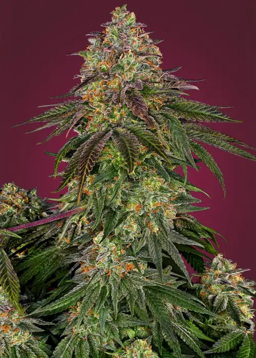 Sweet Cherry Kush by Sensi Seeds, Photoperiod cannabis strain