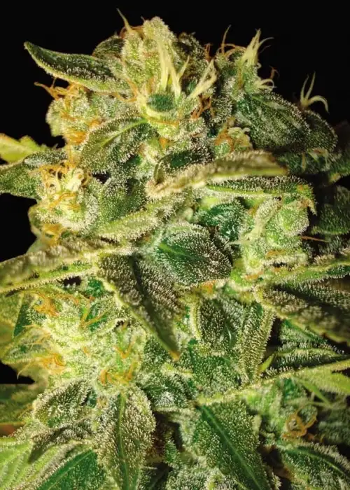 Sweet Coffee Ryder by World of Seeds, Autoflower cannabis strain