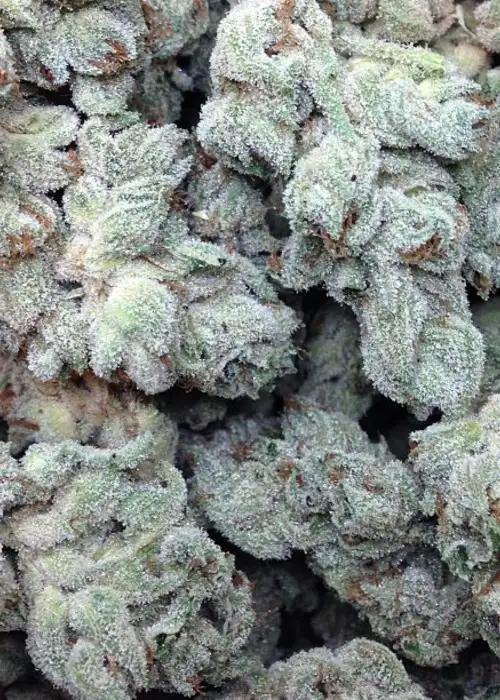 Sweet Cream Auto by Expert Seeds, Autoflower cannabis strain