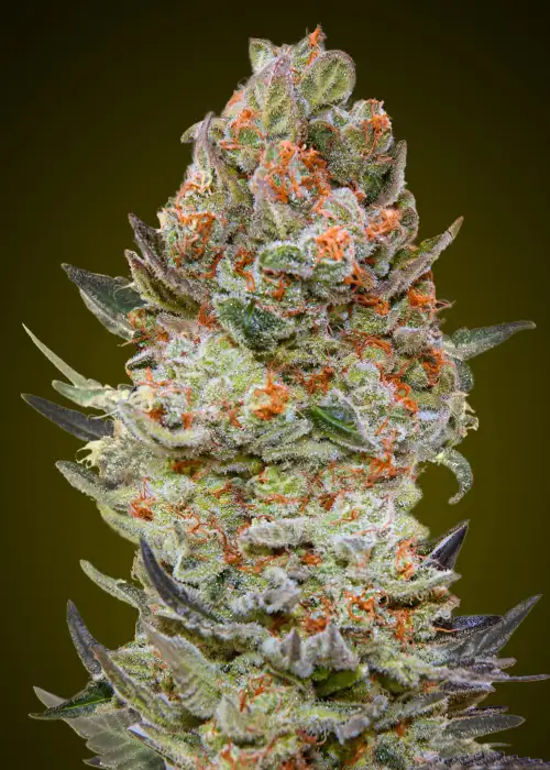 Sweet Critical CBD by 00seeds, Photoperiod cannabis strain