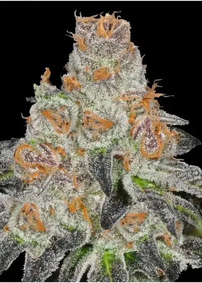 Sweet Girl Cookies by VIP Seeds, Photoperiod cannabis strain