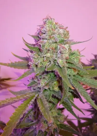 Sweet Harlem Diesel by Sumo Seeds, Photoperiod cannabis strain