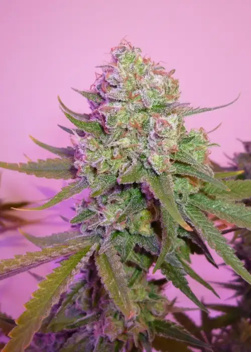 Sweet Harlem Diesel by Sumo Seeds, Photoperiod cannabis strain