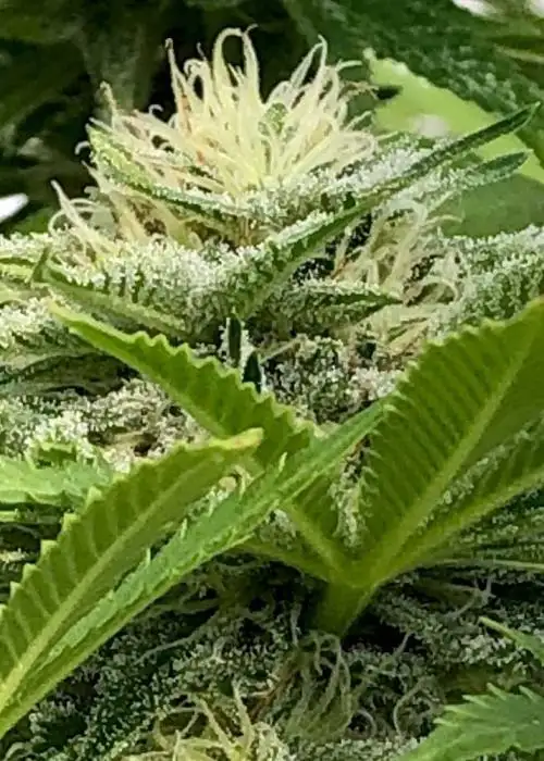 Sweet Honey Nuggets by Equilibrium Genetics, Photoperiod cannabis strain