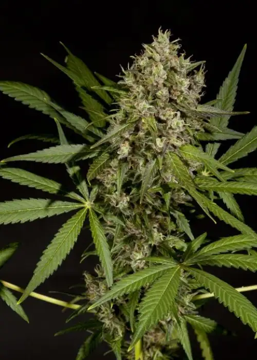 Sweet Love by Philosopher Seeds, Photoperiod cannabis strain
