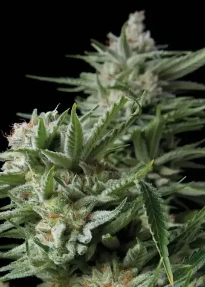Sweet Madness by Trikoma Seeds, Photoperiod cannabis strain