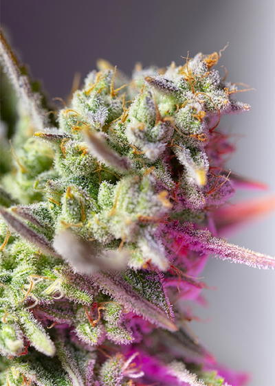 Sweet Mimosa XL Auto by Sweet Seeds, Autoflower cannabis strain