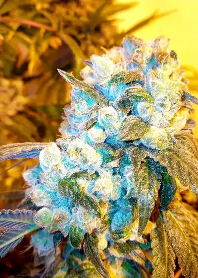 Sweet Orange Cookie Sherbs by Holy Smoke Seeds, Photoperiod cannabis strain
