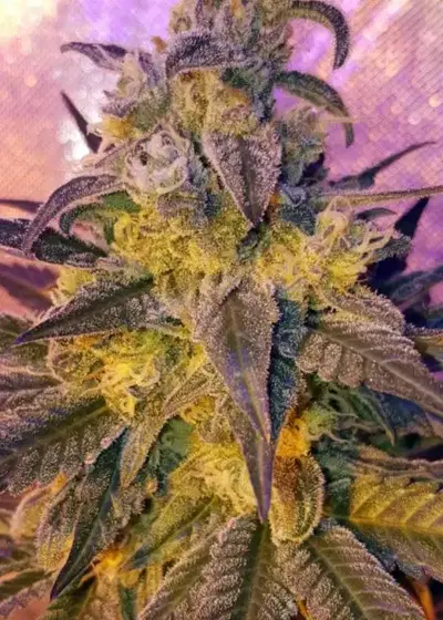 Sweet Peach by Lineage Genetics, Photoperiod cannabis strain