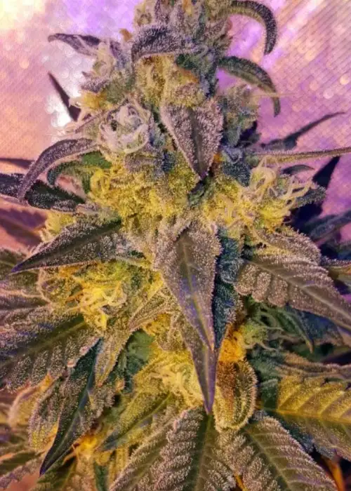 Sweet Peach by Lineage Genetics, Photoperiod cannabis strain