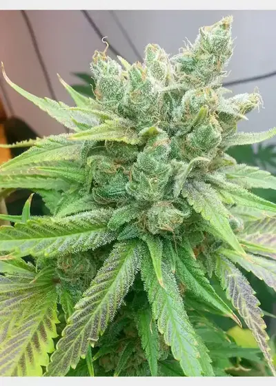 Sweet Pink Grapefruit BX by HortiLab Seeds, Photoperiod cannabis strain