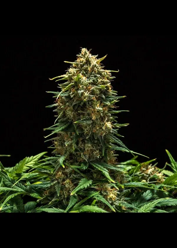 Sweet Skunk Automatic by Royal Queen Seeds, Autoflower cannabis strain