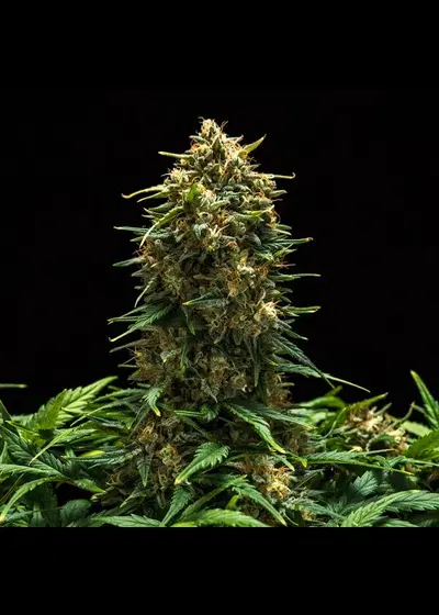 Sweet Skunk Automatic cannabis strain