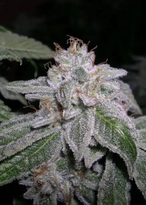Sweet & Sour Cindy by B.O.G. Seeds, Photoperiod cannabis strain