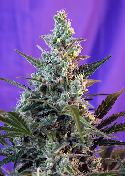 Sweet Special Fast Version® by Sweet Seeds, Photoperiod cannabis strain