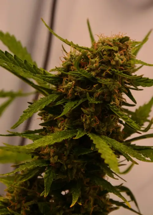 Sweet Tooth Express Auto by Phoenix Seeds, Autoflower cannabis strain