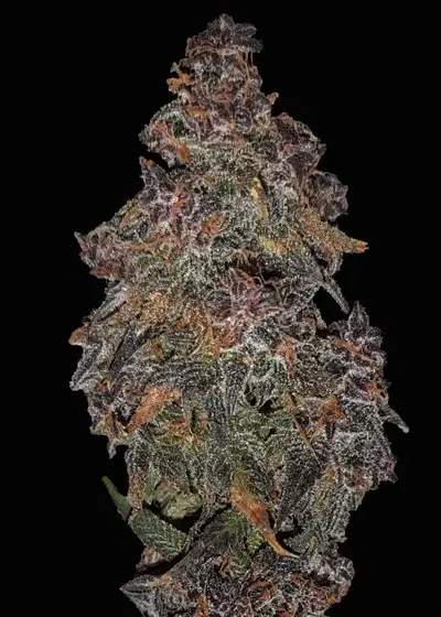 Sweet Trip Automatic by Club Riot Seeds, Autoflower cannabis strain