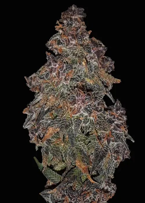Sweet Trip Automatic by Club Riot Seeds, Autoflower cannabis strain