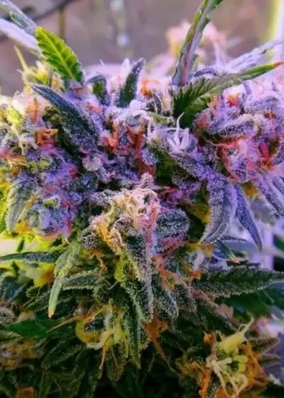 Sweet Zombie by Expert Seeds, Photoperiod cannabis strain